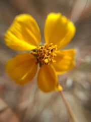 Sclerocarpus uniserialis