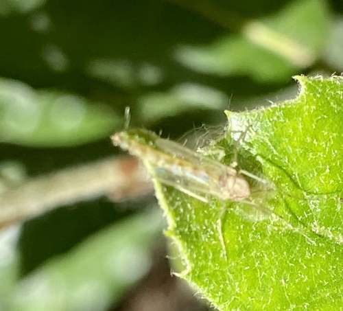 iNaturalist observation photo of Non-biting Midges