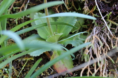 Micranthes hitchcockiana