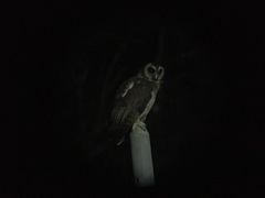 Strix leptogrammica