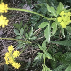 Zizia aurea