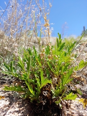 Potentilla rupincola