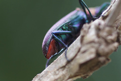 Strongylium auratum