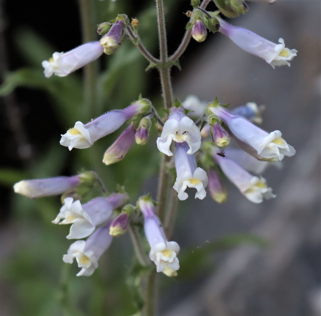hairy beardtongue