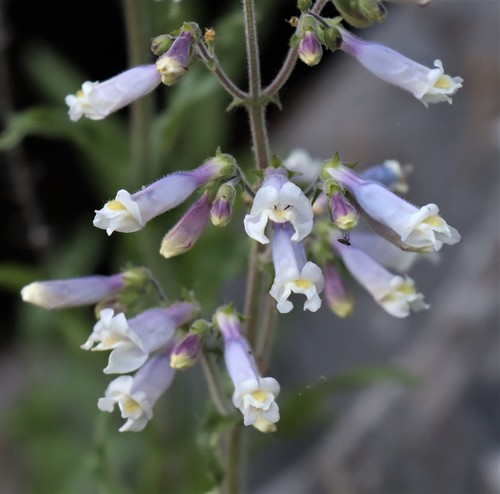 Penstemon hirsutus