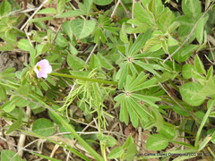 Oxalis decaphylla