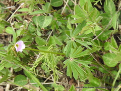 Oxalis decaphylla