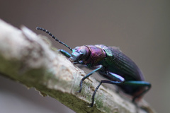 Strongylium auratum