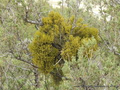 Phoradendron minutifolium
