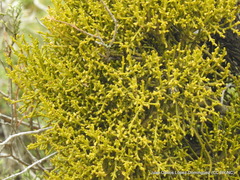 Phoradendron minutifolium