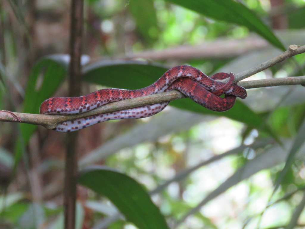 Typhen Snake Atractus typhon (Serpientes de Colombia) · iNaturalist