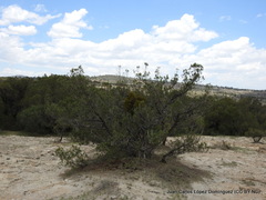 Phoradendron minutifolium