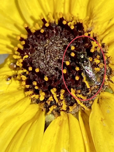 iNaturalist observation photo of Zadontomerus