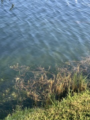 Hydrilla verticillata