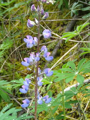 Lupinus nootkatensis