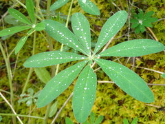 Lupinus nootkatensis