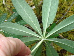 Lupinus nootkatensis