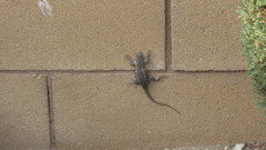 Sceloporus occidentalis