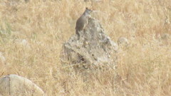 Otospermophilus beecheyi
