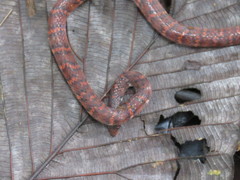 Atractus typhon