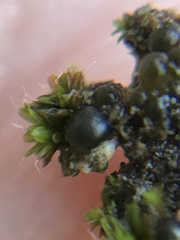 Collema nigrescens