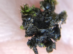 Collema nigrescens