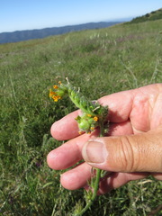 Schizomyia macrofila