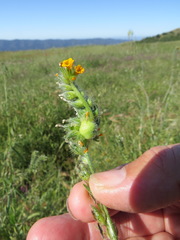 Schizomyia macrofila