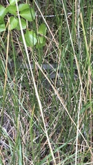 Coluber constrictor mormon