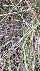 Coluber constrictor mormon