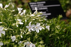 Phlox douglasii