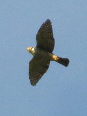 Microspizias collaris