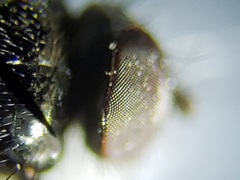 Milichiella