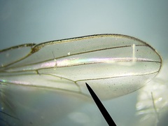 Milichiella