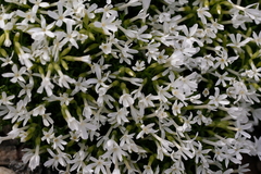 Phlox douglasii