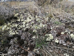 Draba yukonensis