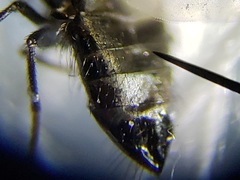 Milichiella