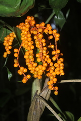 Chamaedorea pinnatifrons