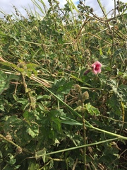 Hibiscus diversifolius rivularis