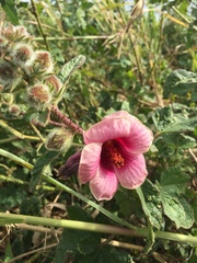 Hibiscus diversifolius rivularis