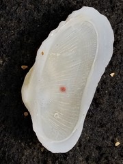 Acar rostae