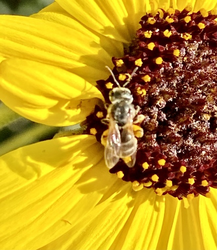 iNaturalist observation photo of Tripartite Sweat Bee