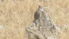 Otospermophilus beecheyi