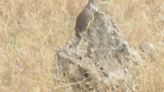 Otospermophilus beecheyi