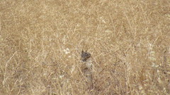 Otospermophilus beecheyi