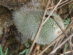 Mammillaria dixanthocentron