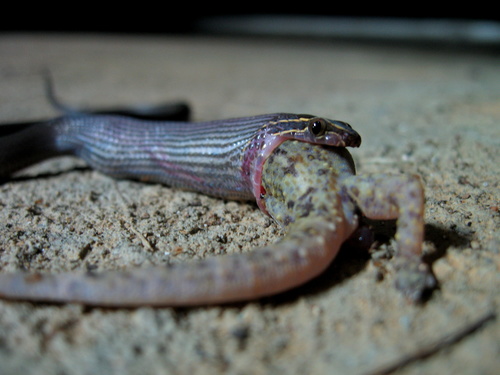Boaedon virgatus