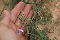 Astragalus nuttallianus