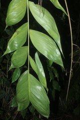 Chamaedorea pinnatifrons