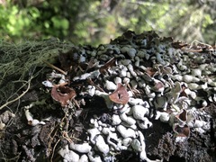 Hypogymnia occidentalis